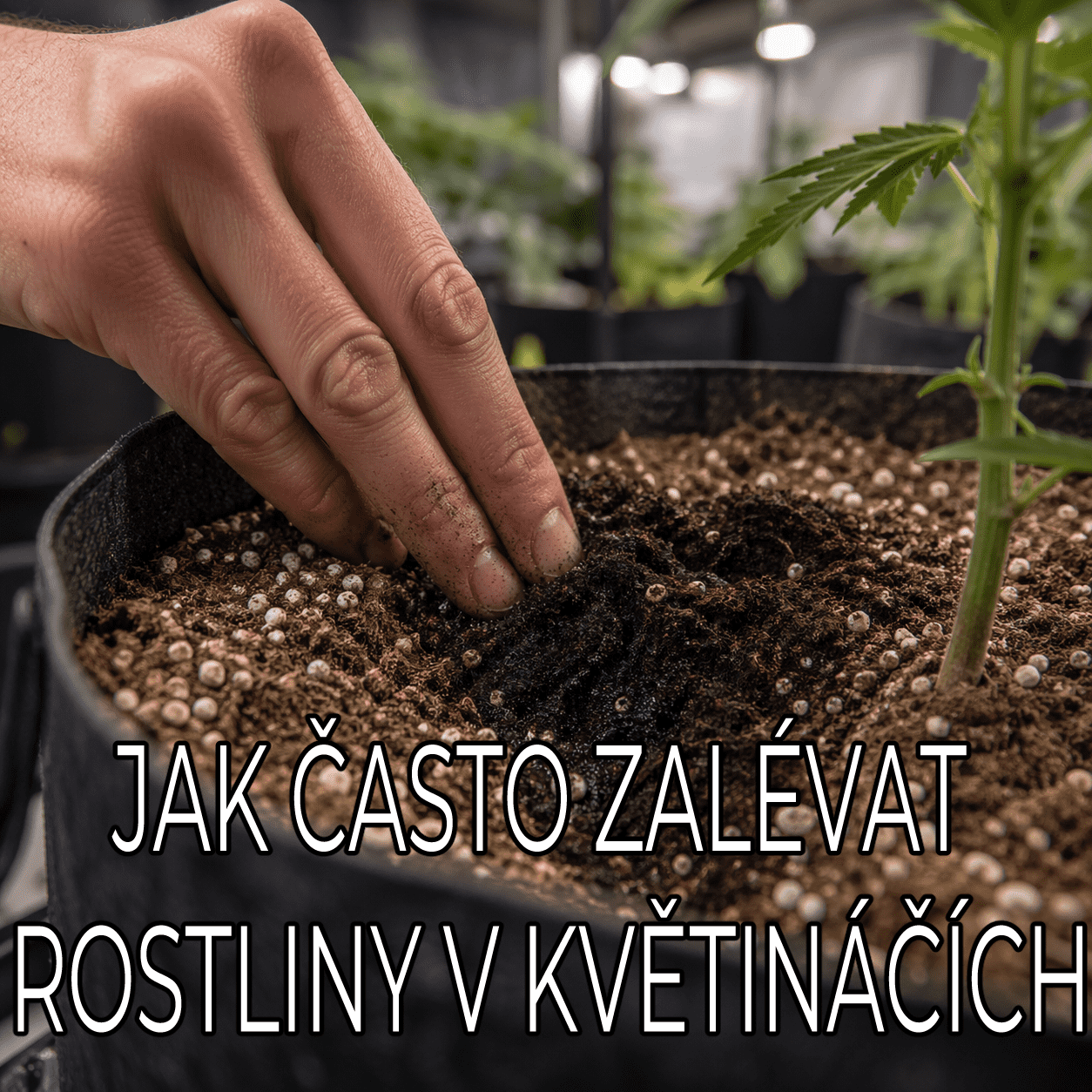 Jak často zalévat rostliny