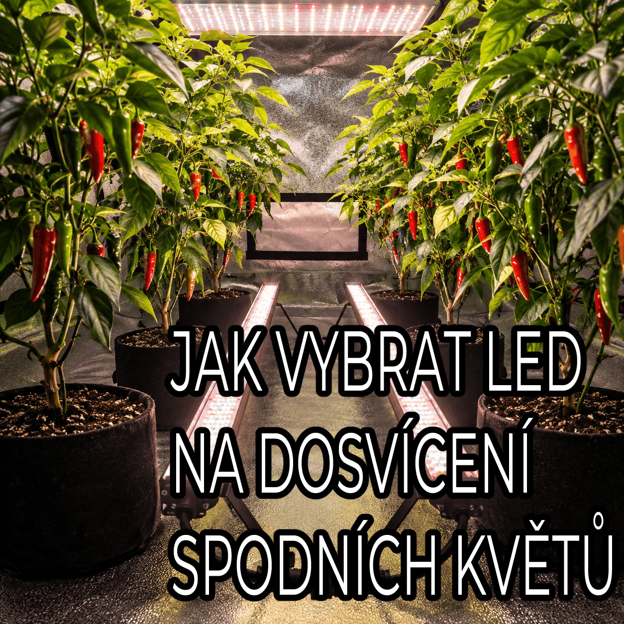 Dosvěcování spodních květů: Jak vybrat LED pro under canopy a inter-canopy