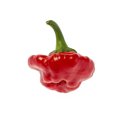 chilli JAMAICAN ROSSO