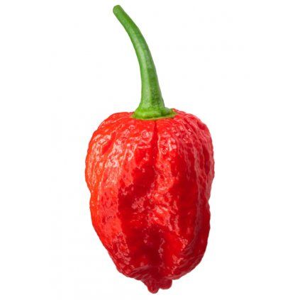 chilli NAGA MORICH