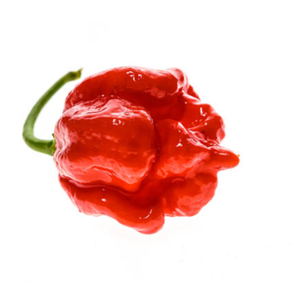 moruga