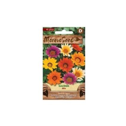 Semená MoravoSeed gazánia žiarivá, zmes 01619