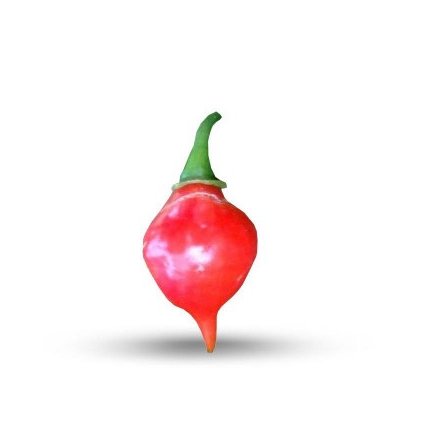 graines de piment peito de moca