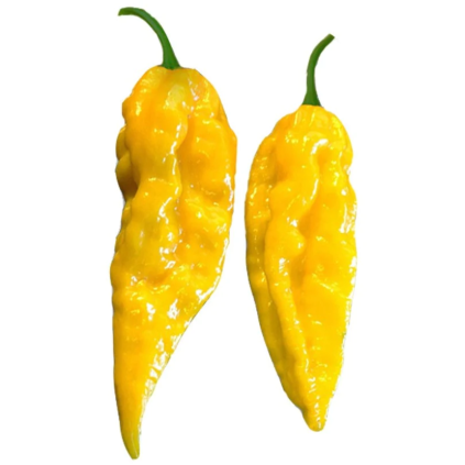BHUT JOLOKIA YELLOW