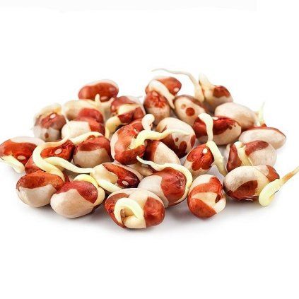 vyr 2944FAZOLE ADZUKI seminka na kliceni 50g