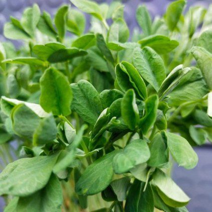 Hrach setý Maple Leaf na microgreens, 100 g