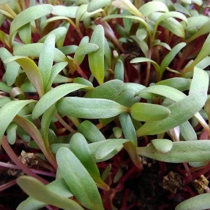 Řepa růžová na microgreens, 50 g