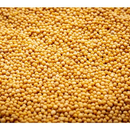 Slunečnice roční na microgreens, 100 g