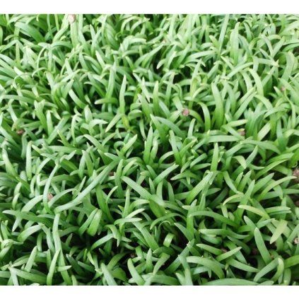 253 3 spenat microgreens
