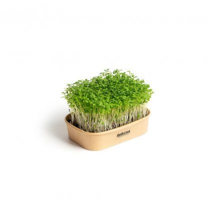 Sada pro domácí pěstování microgreens Řeřicha