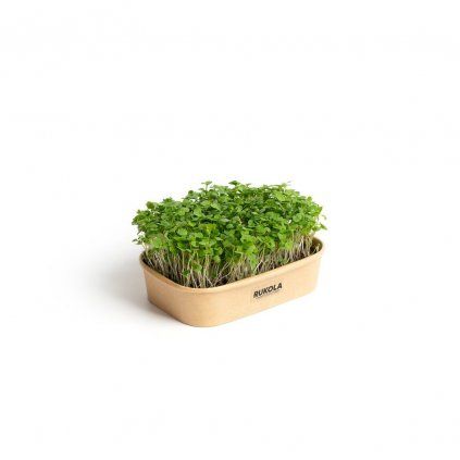 Sada na domáce pestovanie microgreens Rukola
