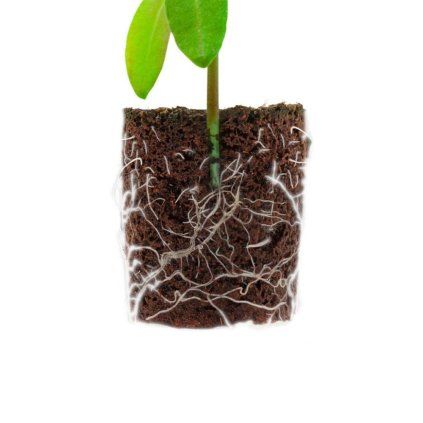 Root!t Dry Peat Free Plug bez sadbovače, 1ks