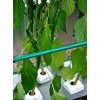 1538 9 nft gro tank gn 424