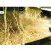 1539 7 nft gro tank gn 604