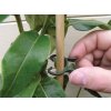 371a w1815 plant clips image 10