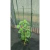 bg 115704 bradas kruhova podpera rostlin 75cm 11883751