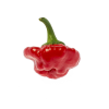 chilli JAMAICAN ROSSO