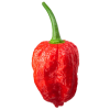chilli NAGA MORICH