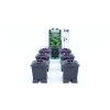 Alien Hydroponics Aero 6Pot