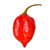 habanero savina red seeds