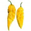 BHUT JOLOKIA YELLOW
