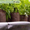 Root Pouch
