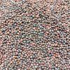 Černá toskánská kapusta na microgreens, 50 g