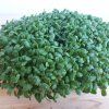Jetel nachový na microgreens, 50 g