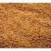 Jetel nachový na microgreens, 50 g