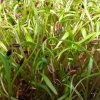 Kôpor voňavý na microgreens, 50 g