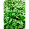 Koriander siaty, lámané semienka na microgreens, 100 g