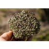 mizuna red microgreens held in hand