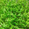 Mrkev na microgreens, 50 g