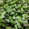 PAK CHOI červený na microgreens, 50 g