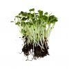 pak choi red