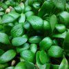 Pískavice řecké seno na microgreens, 50 g