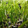 Pór záhradný na microgreens, 50 g