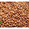 Biela reďkev Daikon na microgreens, 100 g
