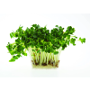 daikon
