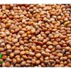 Ředkev bílá Daikon na microgreens, 100 g