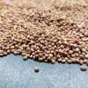Ředkvička Red Coral na microgreens, 100 g