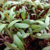 Ružová repa na microgreens, 50 g
