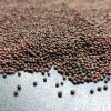 Růžová kedlubna na microgreens, 50 g