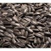 Slunečnice roční na microgreens, 100 g