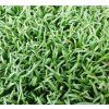 253 3 spenat microgreens