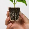root riot cubetti radicamento cloni 24pz 28545 16602