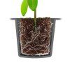 Root!t Dry Peat Free 60 Cell Filled Tray se sadbovačem, 52x30x4cm