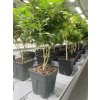 39284 3 teku super vega black ctyrhranny kvetinac 30 5x30 5x30 5cm objem 16l